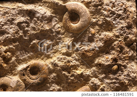 Ammonite Ammonite 116481591
