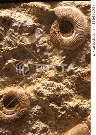 Ammonite 116481598