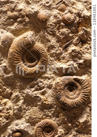 Ammonite 116481601