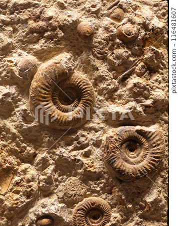 Ammonite 116481607