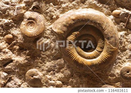 Ammonite 116481611