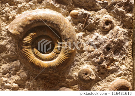 Ammonite 116481613
