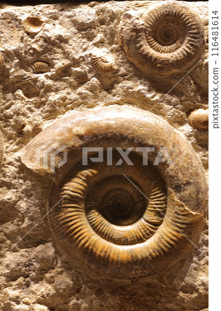 Ammonite 116481614