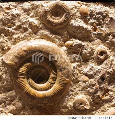 Ammonite Ammonite 116481616