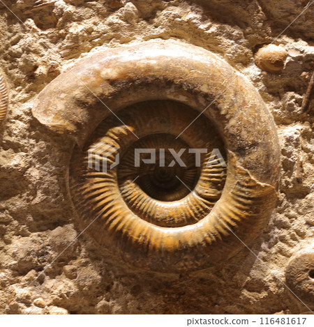 Ammonite Ammonite 116481617