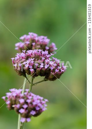 Verbena flower 02 116481819
