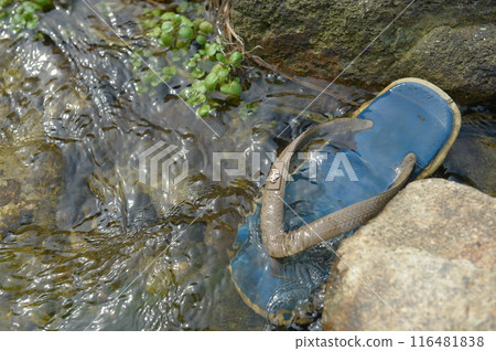 Sandals Forgotten in the River Sandals Forgotten in the River 116481838