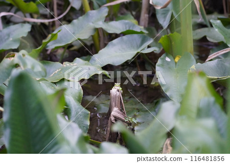 Forest green tree frog 5 in Yorinari Forest Forest green tree frog 5 in Yorinari Forest 116481856