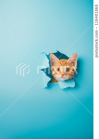 Curious red tabby little kitten peeking out from a ripped hole of the blue paper background. Copy space, vertical, Generative AI Curious red tabby little kitten peeking out from a ripped hole of the blue paper background. Copy space, vertical, Generative AI 116481868