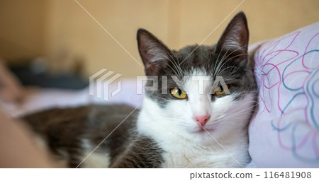 Funny cat is laying on a bed with a pink and white blanket. The cat is looking at the camera with a curious expression. 116481908