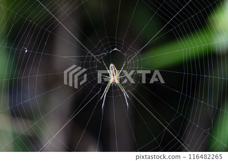 Spider and spider web 01 Spider and spider web 01 116482265