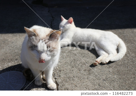 Two cats relaxing on a spring day Two cats relaxing on a spring day 116482273