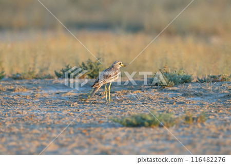 Eurasian stone-curlew 116482276