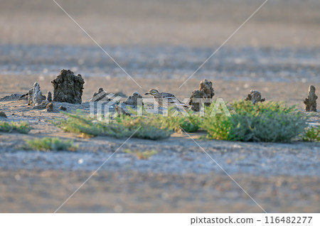Eurasian stone-curlew Eurasian stone-curlew 116482277