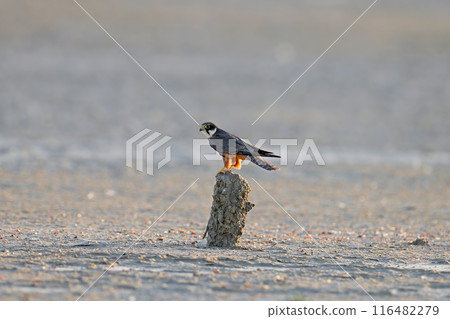 Eurasian hobby (Falco subbuteo) Eurasian hobby (Falco subbuteo) 116482279