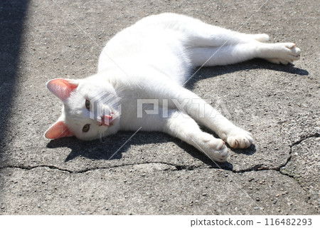 A cat relaxing on a spring day 116482293
