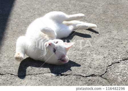 A cat enjoying spring A cat enjoying spring 116482296