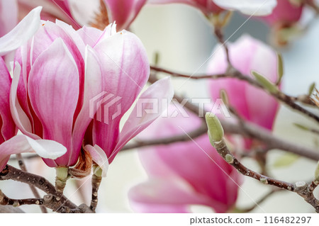Magnolia Sulanjana flowers with petals in the spring season. beautiful pink magnolia flowers in spring, selective focusing. Magnolia Sulanjana flowers with petals in the spring season. beautiful pink magnolia flowers in spring, selective focusing. 116482297