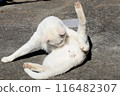 A cat relaxing on a spring day 116482307