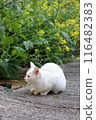 Spring day rape blossoms and white cat 116482383