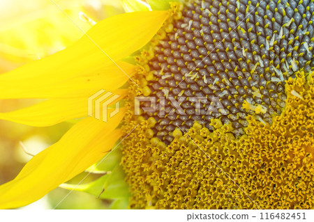 Ripe sunflower with black seeds close-up on the field. Ripe sunflower with black seeds close-up on the field. 116482451