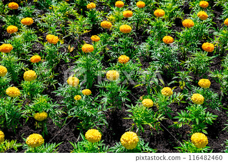 lots of yellow and orange marigolds, beautiful annual flowers lots of yellow and orange marigolds, beautiful annual flowers 116482460