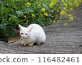 Spring day rape blossoms and white cat 116482461