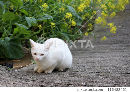 春日的油菜花和白貓 116482461