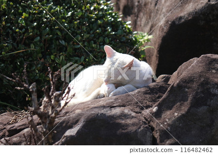 A cat sunbathing on a spring day 116482462