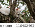 A white cat resting on a plum tree on a spring day 116482463