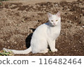 A white cat relaxing in a field on a spring day 116482464