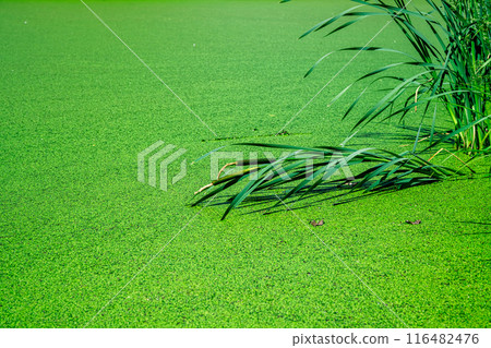 water in the lake, completely covered with duckweed, natural background, floating algae, ecology, food for birds, protection from mosquitoes 116482476