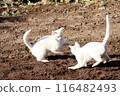 White cats playing in a field on a spring day 116482493