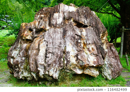 石化木材 116482499