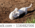 White cats playing in a field on a spring day 116482566
