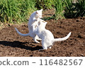 White cats playing in a field on a spring day 116482567