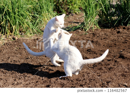 White cats playing in a field on a spring day 116482567