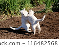 White cats playing in a field on a spring day 116482568