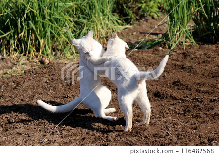 White cats playing in a field on a spring day White cats playing in a field on a spring day 116482568