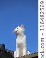 A white cat looking up at the sky on a spring day 116482569