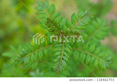 Young leaves of Japanese pepper 116482753
