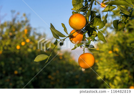 A citrus grove, with rows of orange and lemon trees stretching into the distance 116482819
