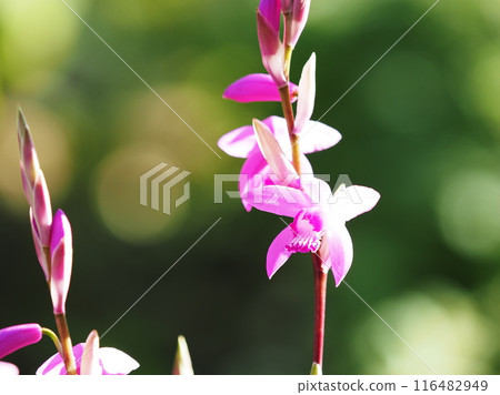 A splendid iris flower shining in the backlight 116482949