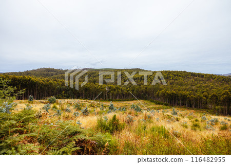 Pine Plantation in Tasmania Australia Pine Plantation in Tasmania Australia 116482955
