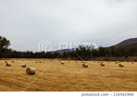 Lonnavale Landscape in Tasmania Australia 116482966