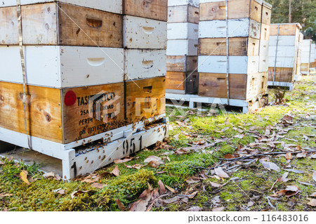 Hives in Southwest National Park in Tasmania Australia Hives in Southwest National Park in Tasmania Australia 116483016