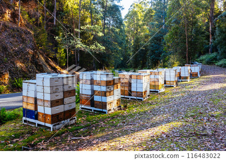 Hives in Southwest National Park in Tasmania Australia 116483022