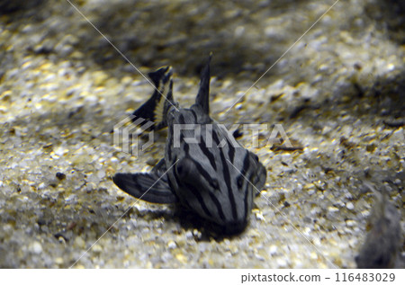 皇家pleco 皇家pleco 116483029