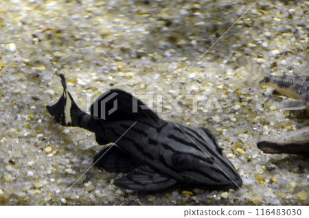 皇家pleco 皇家pleco 116483030