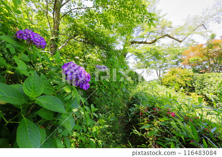 黑羽城址公園的繡球花/栃木縣大田原市 116483084